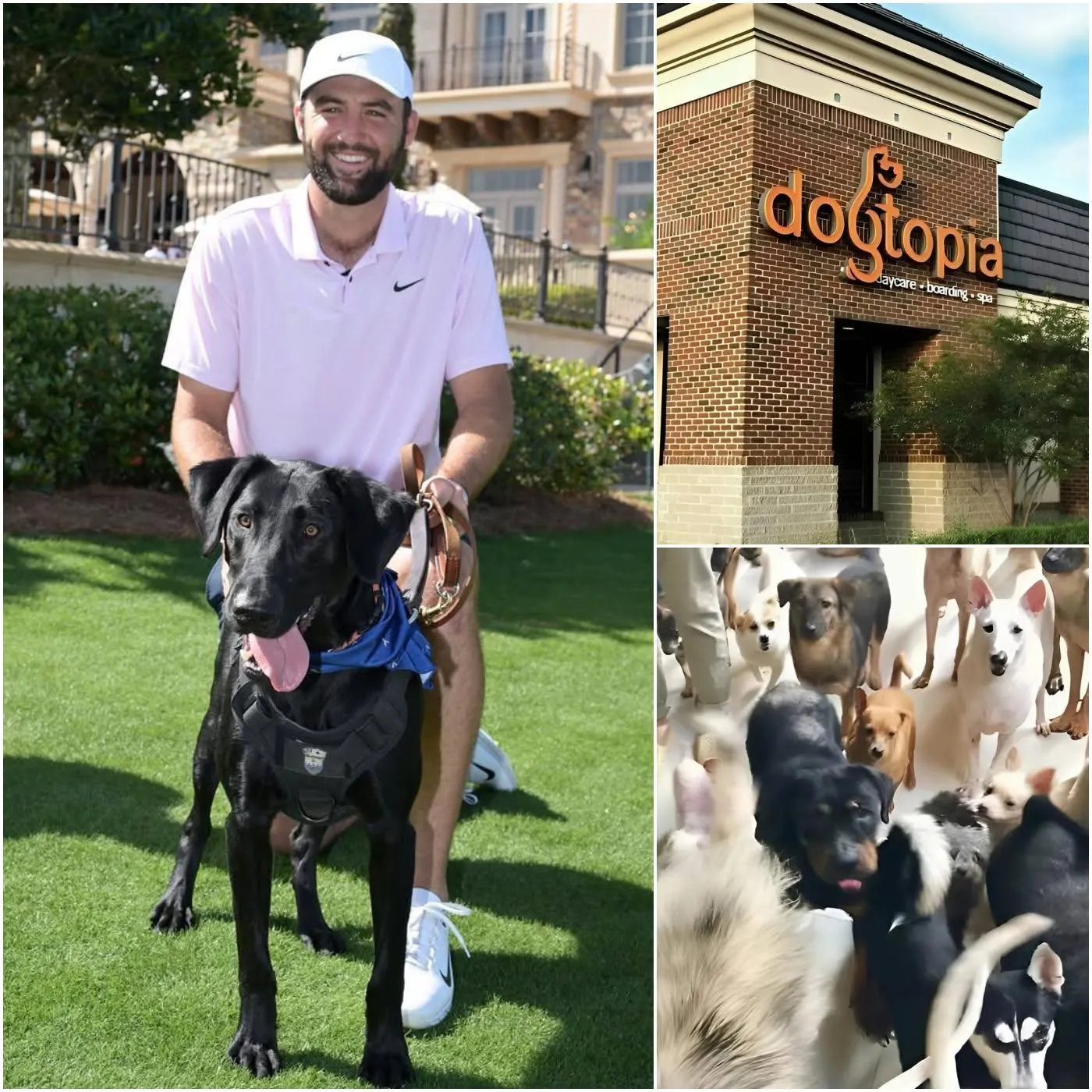 Cover Image for Scottie Scheffler calls it “Dogtopia” – a 15-acre facility being built near Bologna with a $5 million investment from himself. It’s not just a shelter, but also a care center for dogs who have been abused, abandoned, or traumatized. “We have a training camp, a water park, 24/7 veterinary care, but most importantly, love,” Scottie Scheffler says. He emphasizes that dogs are not just pets, but family. He hopes Dogtopia will become a national model and inspire other athletes to do the same.